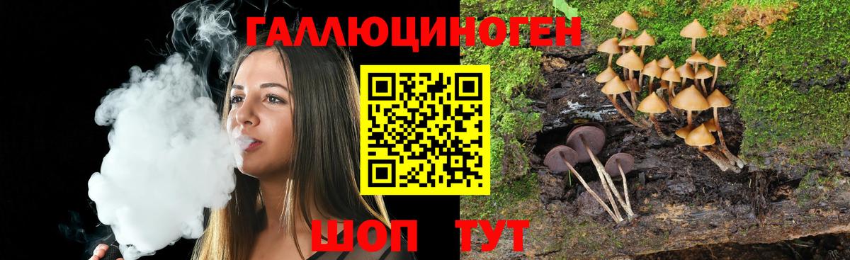 Галлюциногенные грибы Psilocybine cubensis Котовск